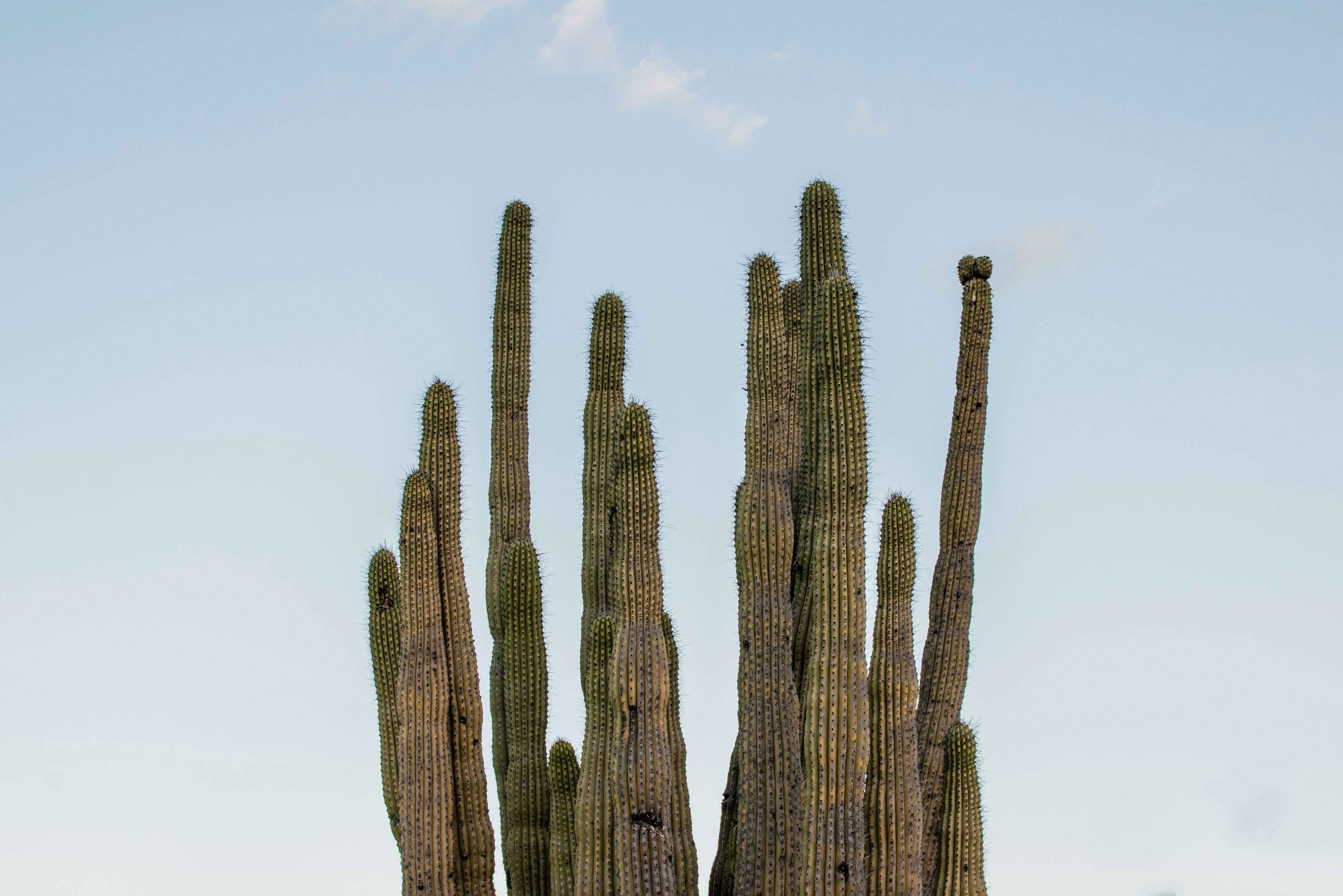 brown cactus under white sky during daytime