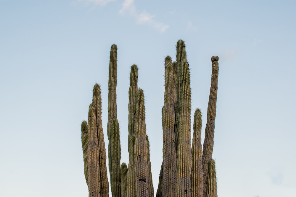 brown cactus under white sky during daytime