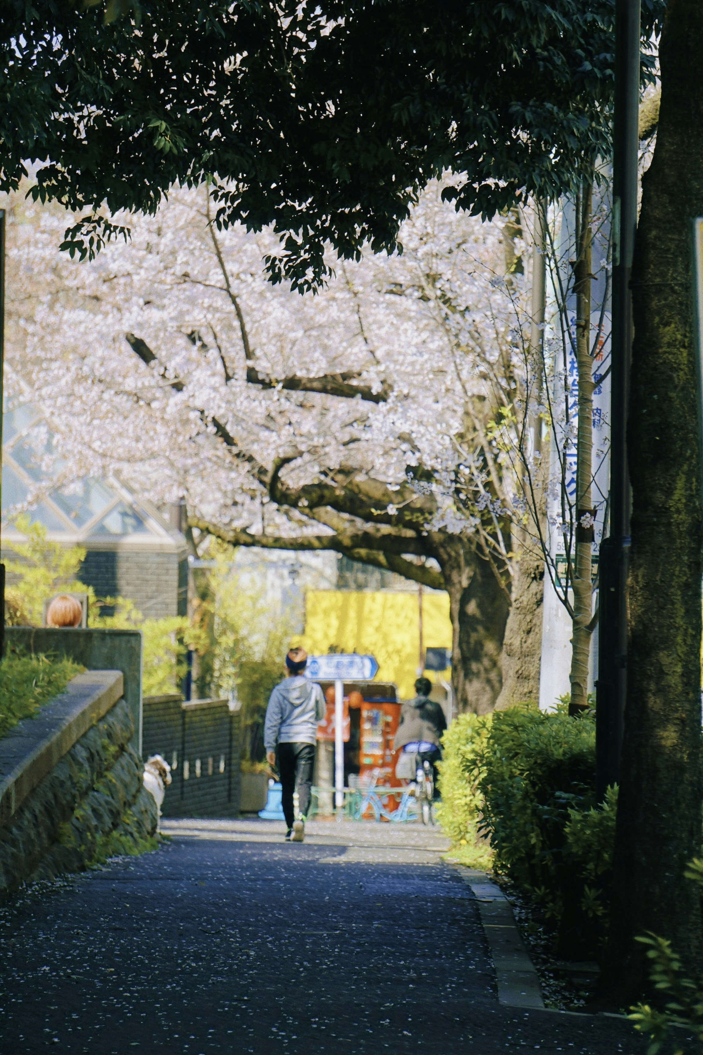 man and woman walking on pathway between trees during daytime