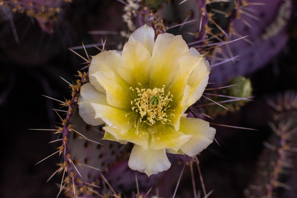 yellow flower in tilt shift lens