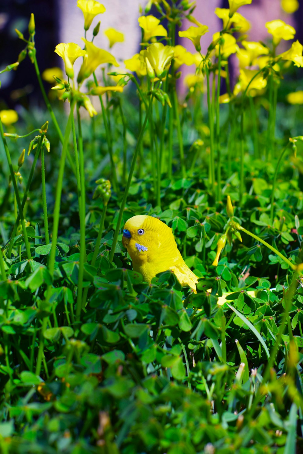 yellow bird on green grass during daytime