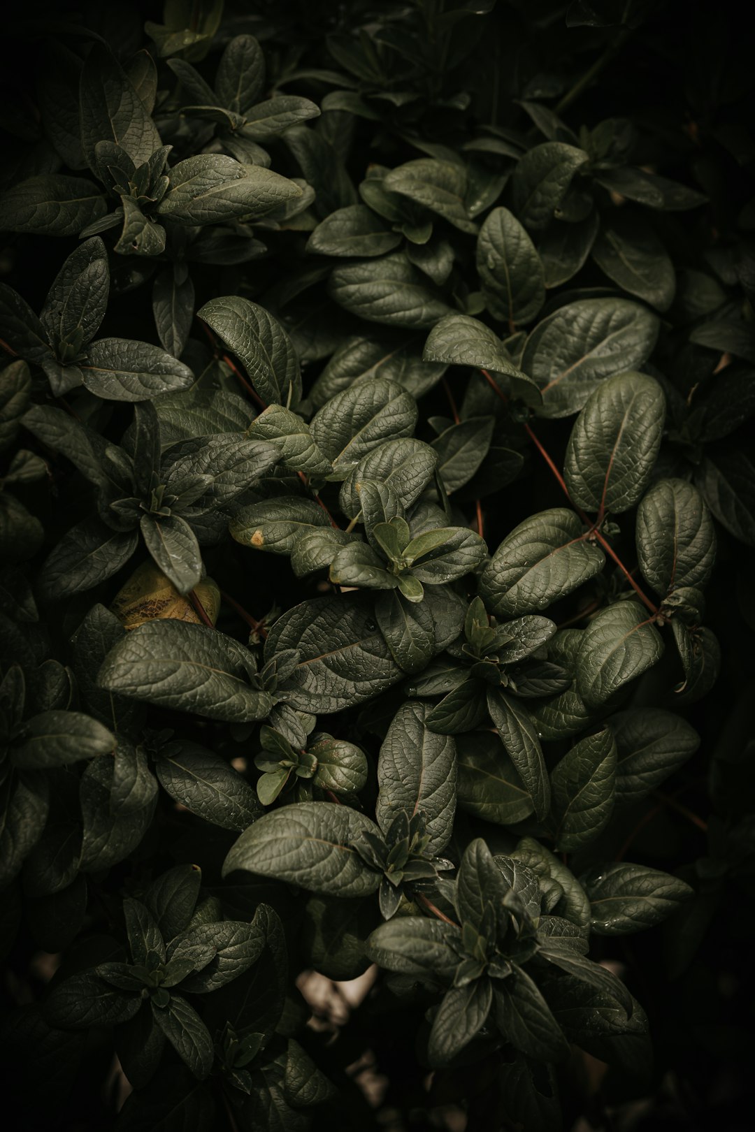 green and black leaves plant photo – Free Green Image on Unsplash