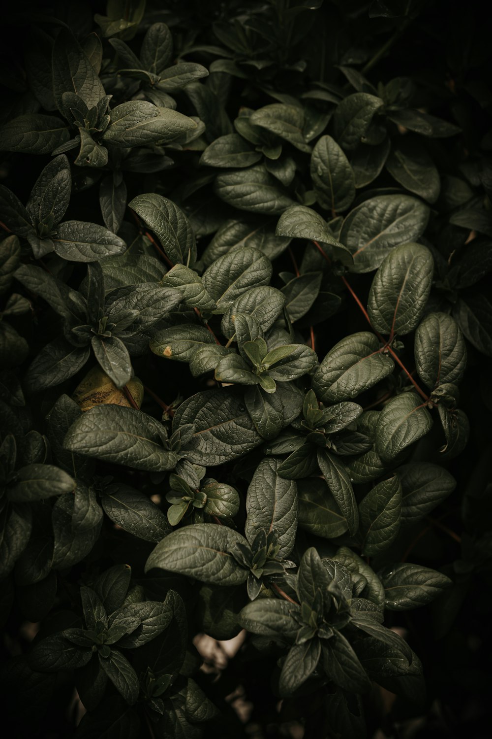 planta de hojas verdes y negras