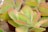 A close-up of succulent plants with fleshy, paddle-shaped leaves that are light green with pinkish-red edges. The leaves are arranged in a rosette pattern and grow from dark brown pots.