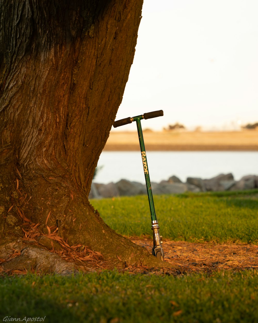 black and white stick leaning on brown tree trunk