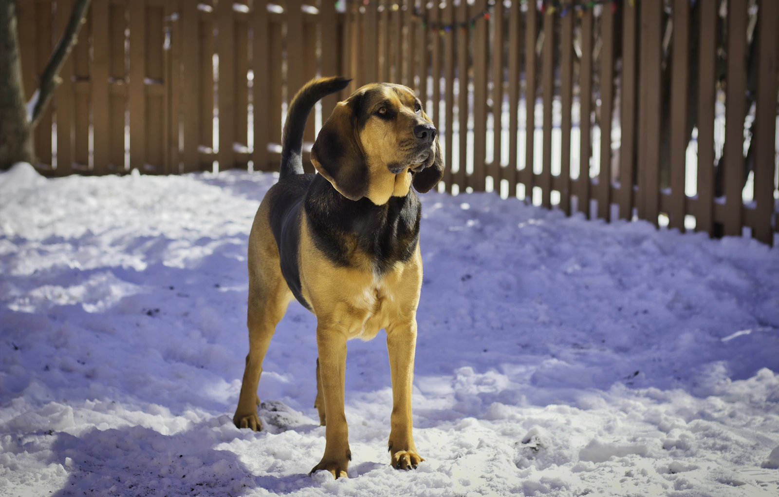 Black and tan Bloodhound running on snow, photo on Unsplash