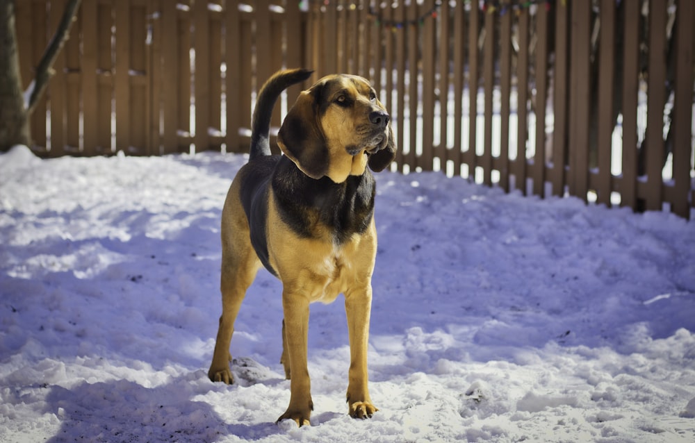 black and tan short coat medium dog running on snow covered ground during daytime