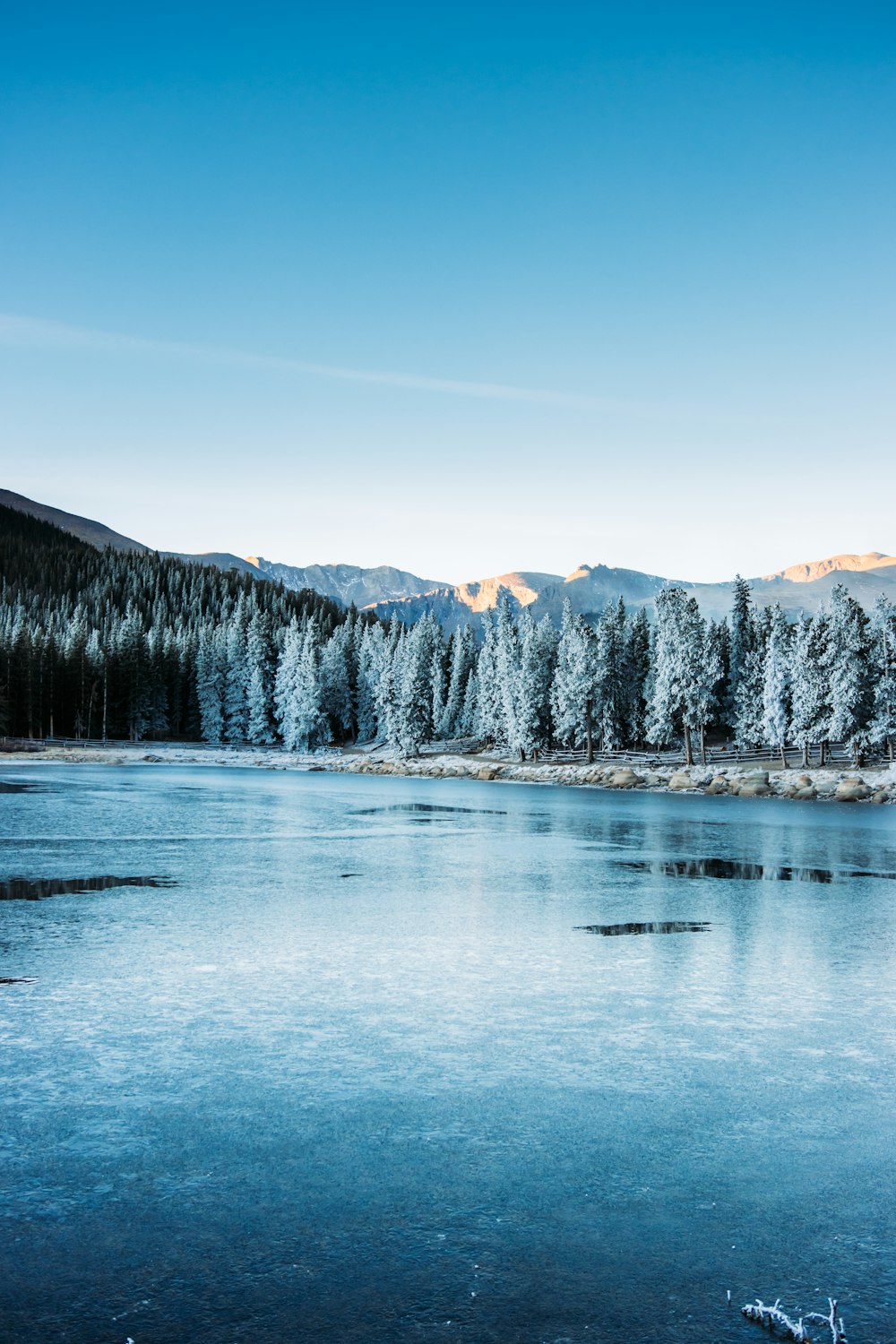 Schneebedeckte Pinien und Berge tagsüber