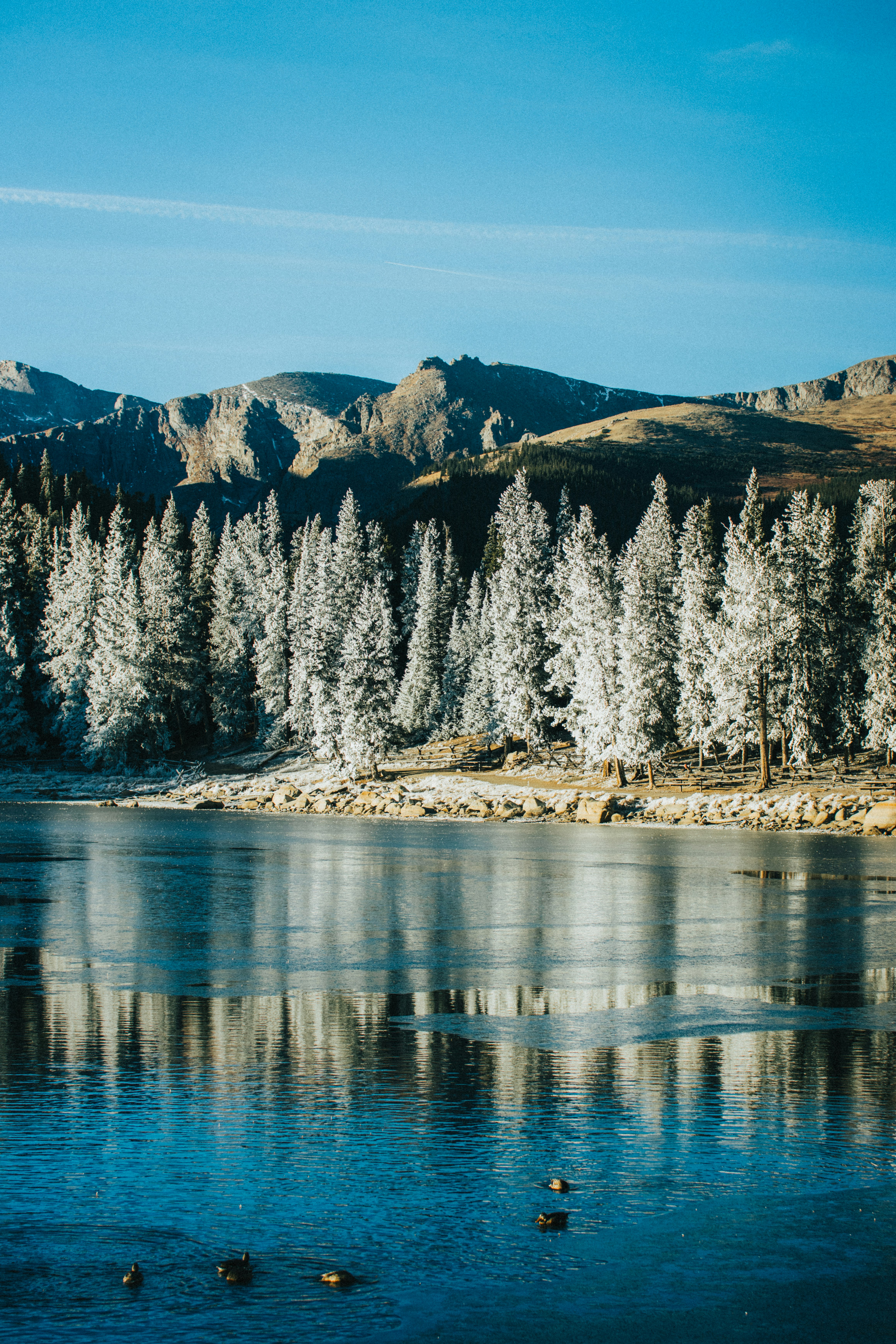 snow covered pine trees on island during daytime