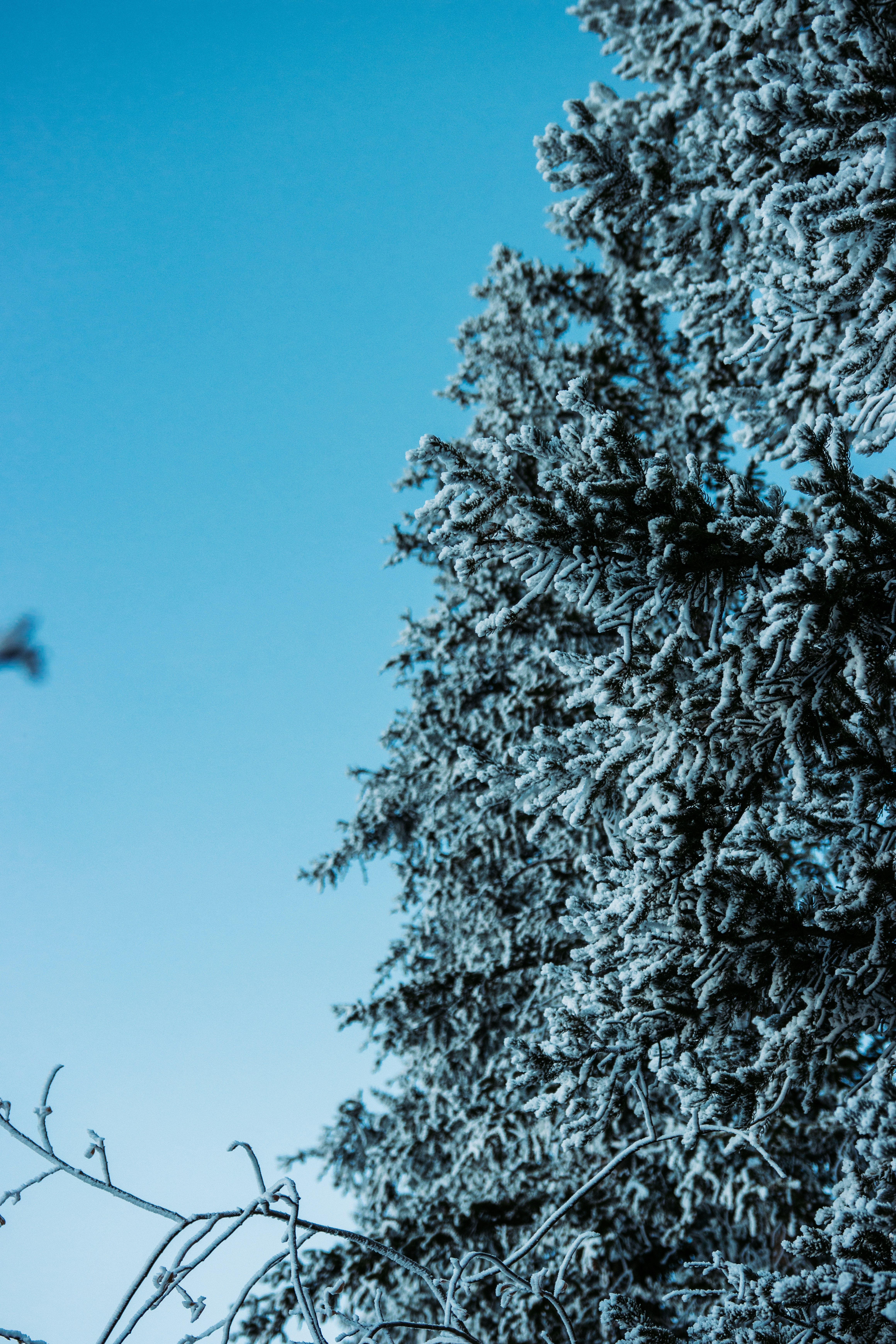 Photo by jakobnoahrosen