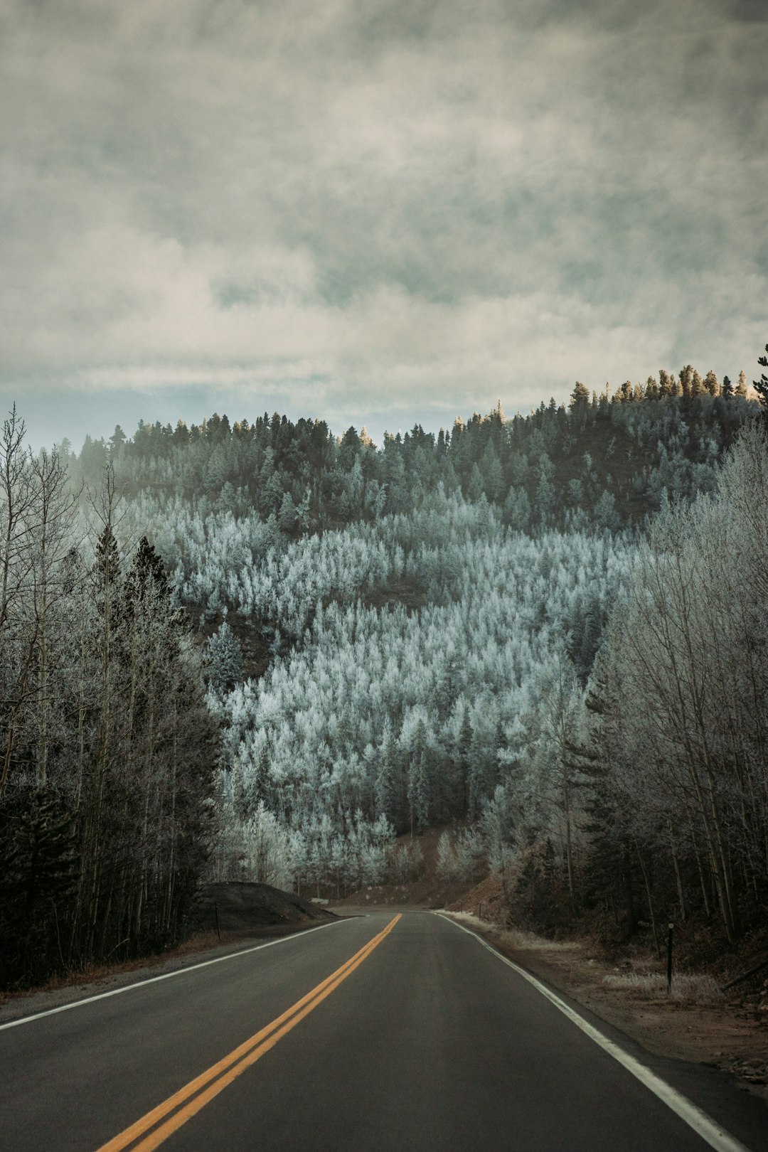 gray asphalt road between green trees covered with snow under gray cloudy sky during daytime