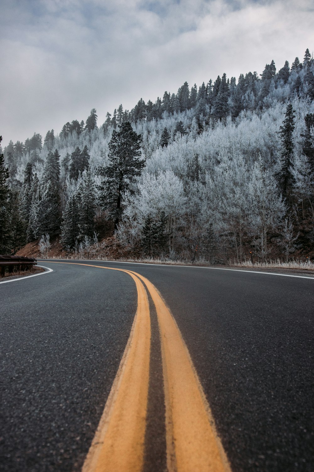 gray asphalt road between trees during daytime