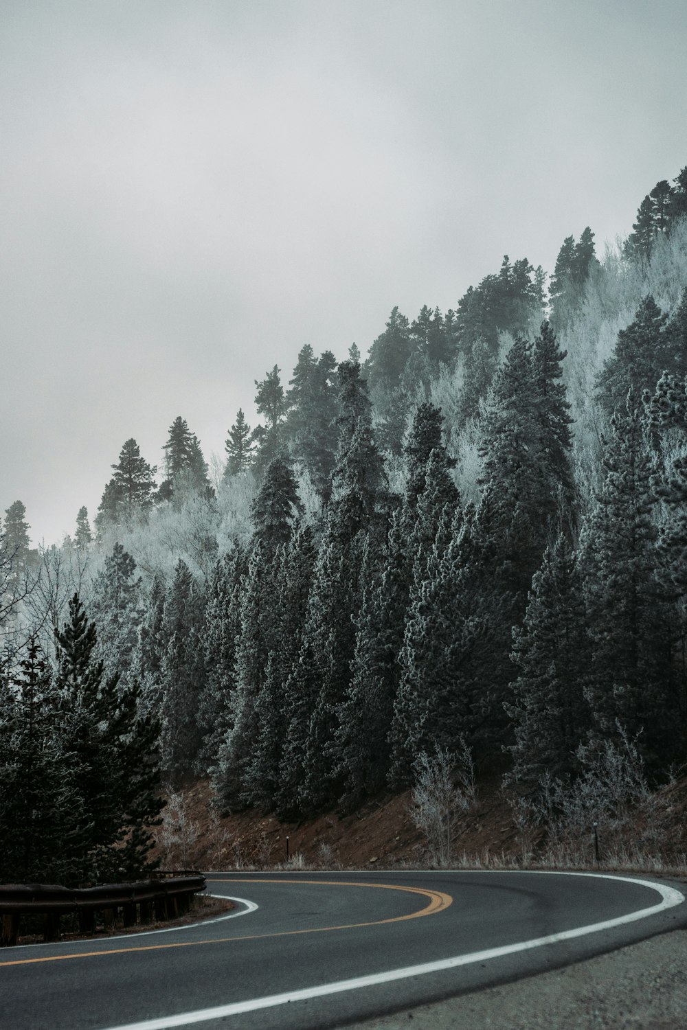 pine trees covered with snow