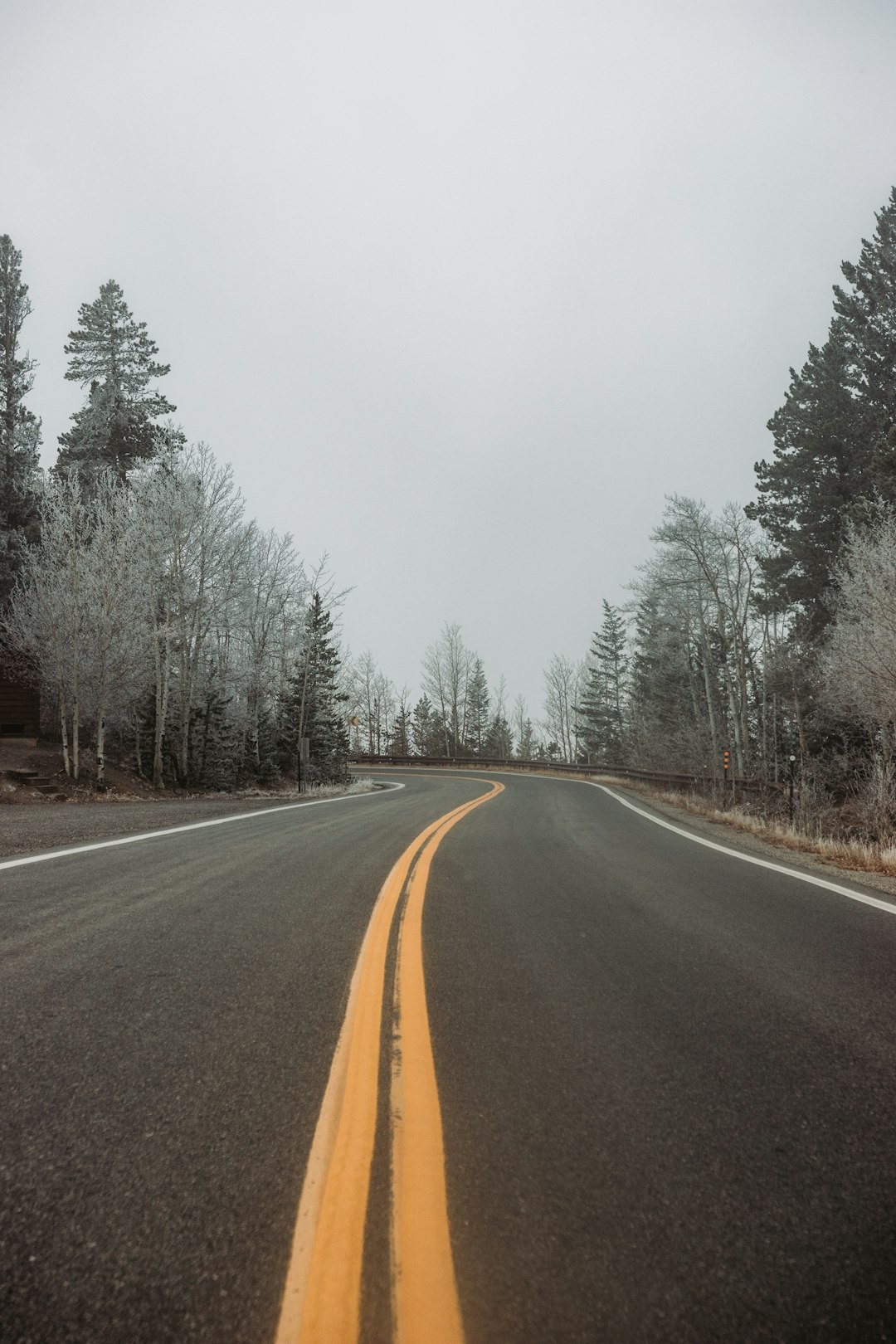 gray asphalt road between trees covered with fog