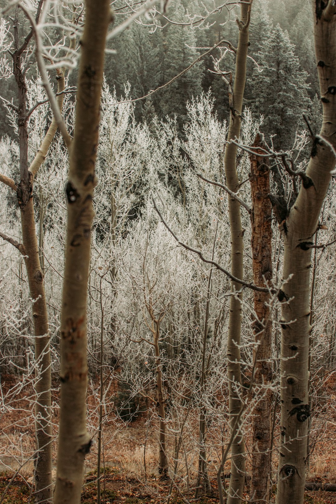 brown tree branches during daytime