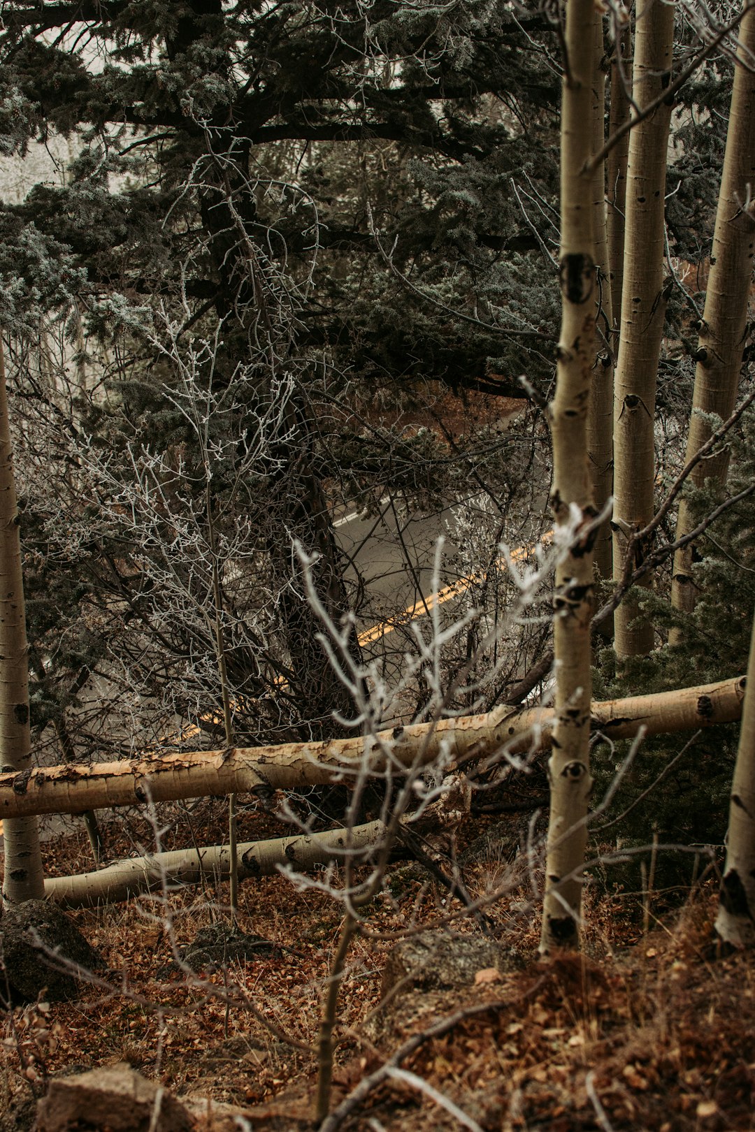 brown tree branches with white and black tiger