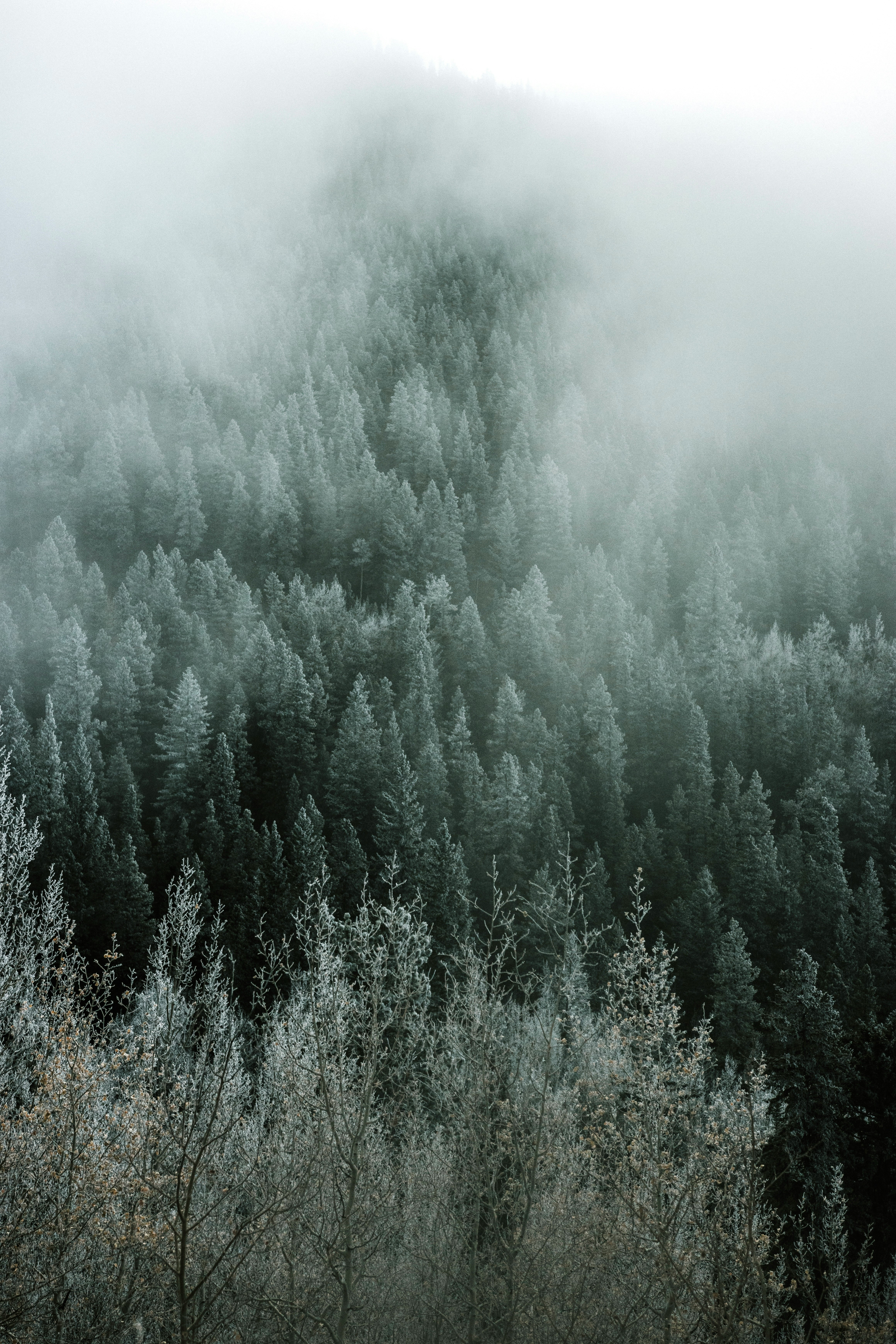 green pine trees covered with fog