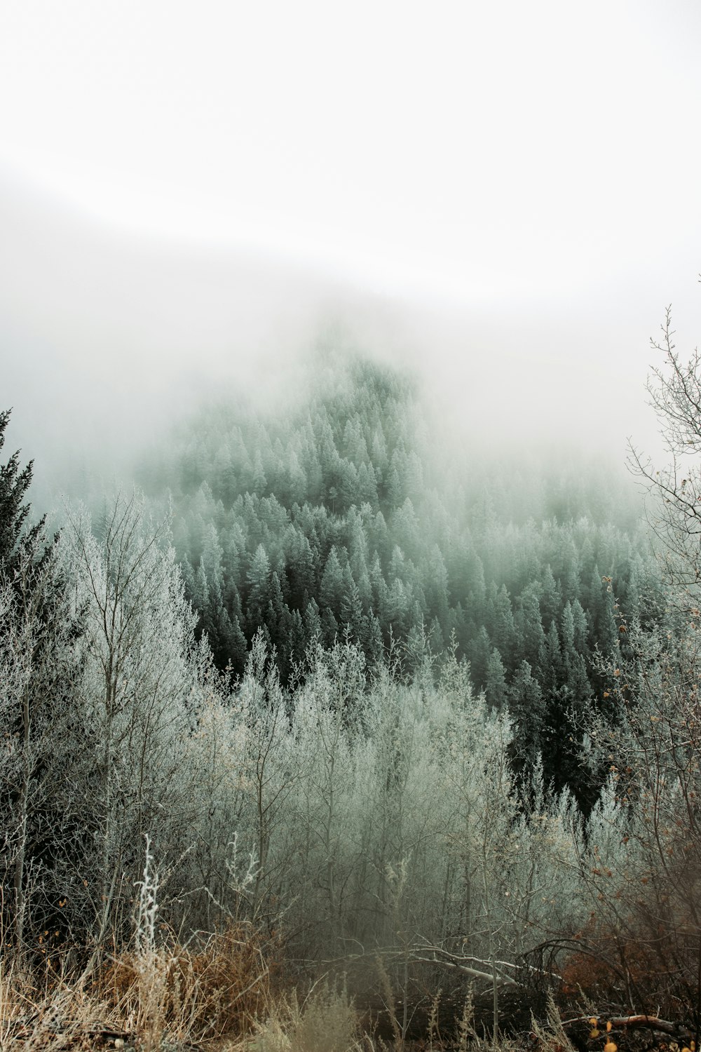 green pine trees covered with fog