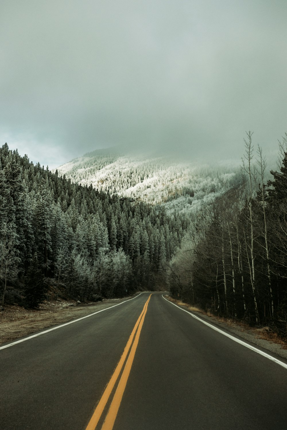 route en béton gris entre les arbres et la montagne enneigée pendant la journée