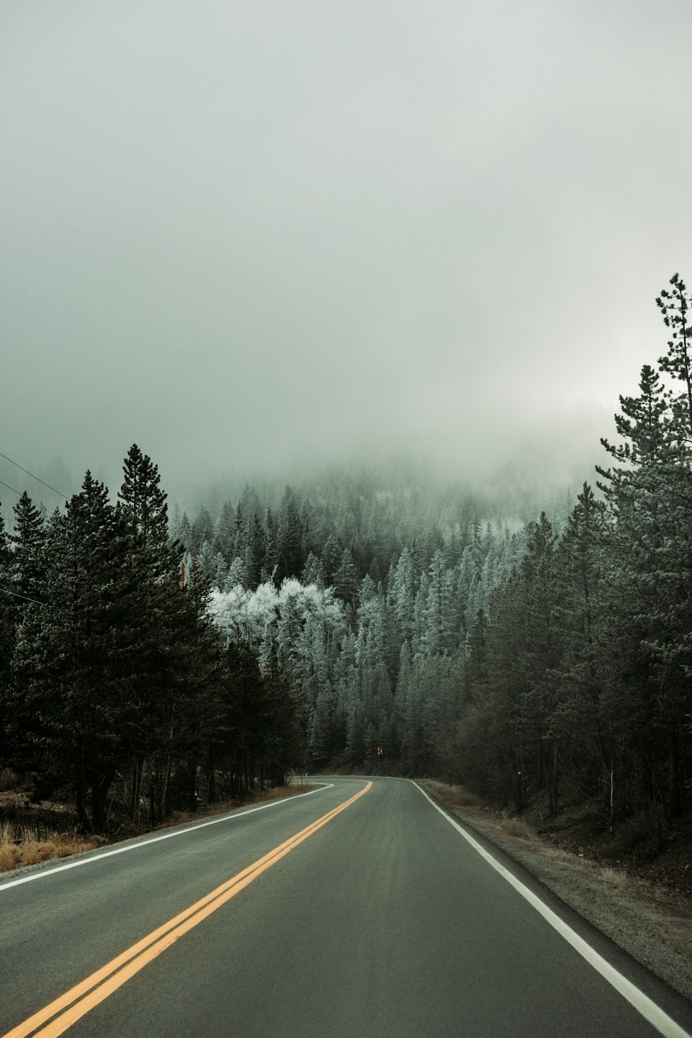 gray concrete road between green trees covered with fog