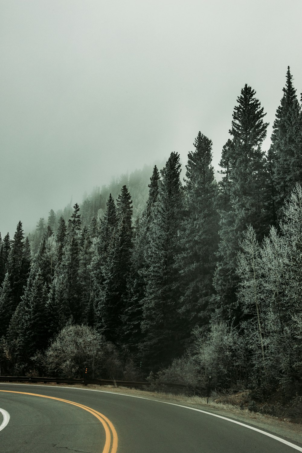 green pine trees under white sky