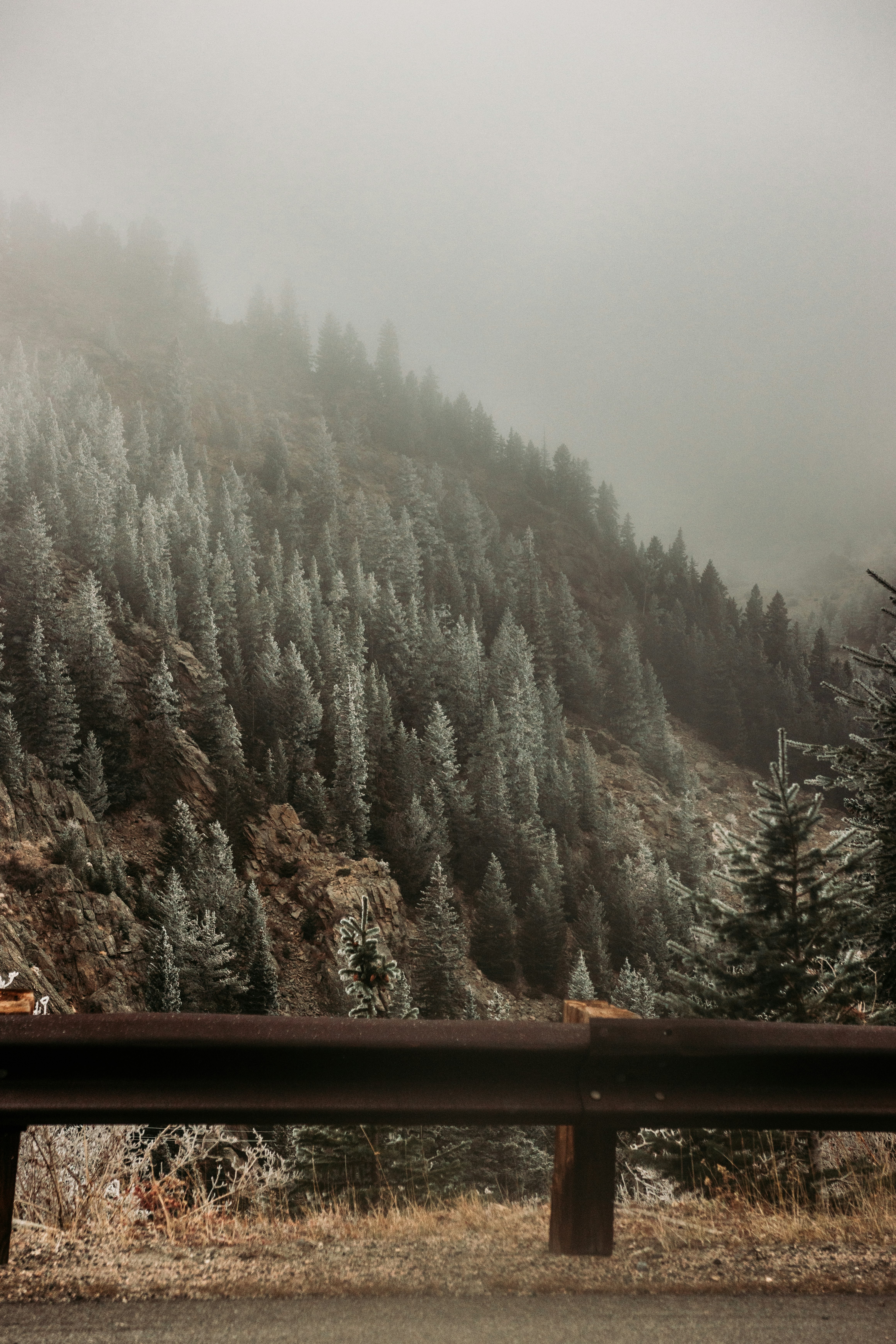 green pine trees covered with snow