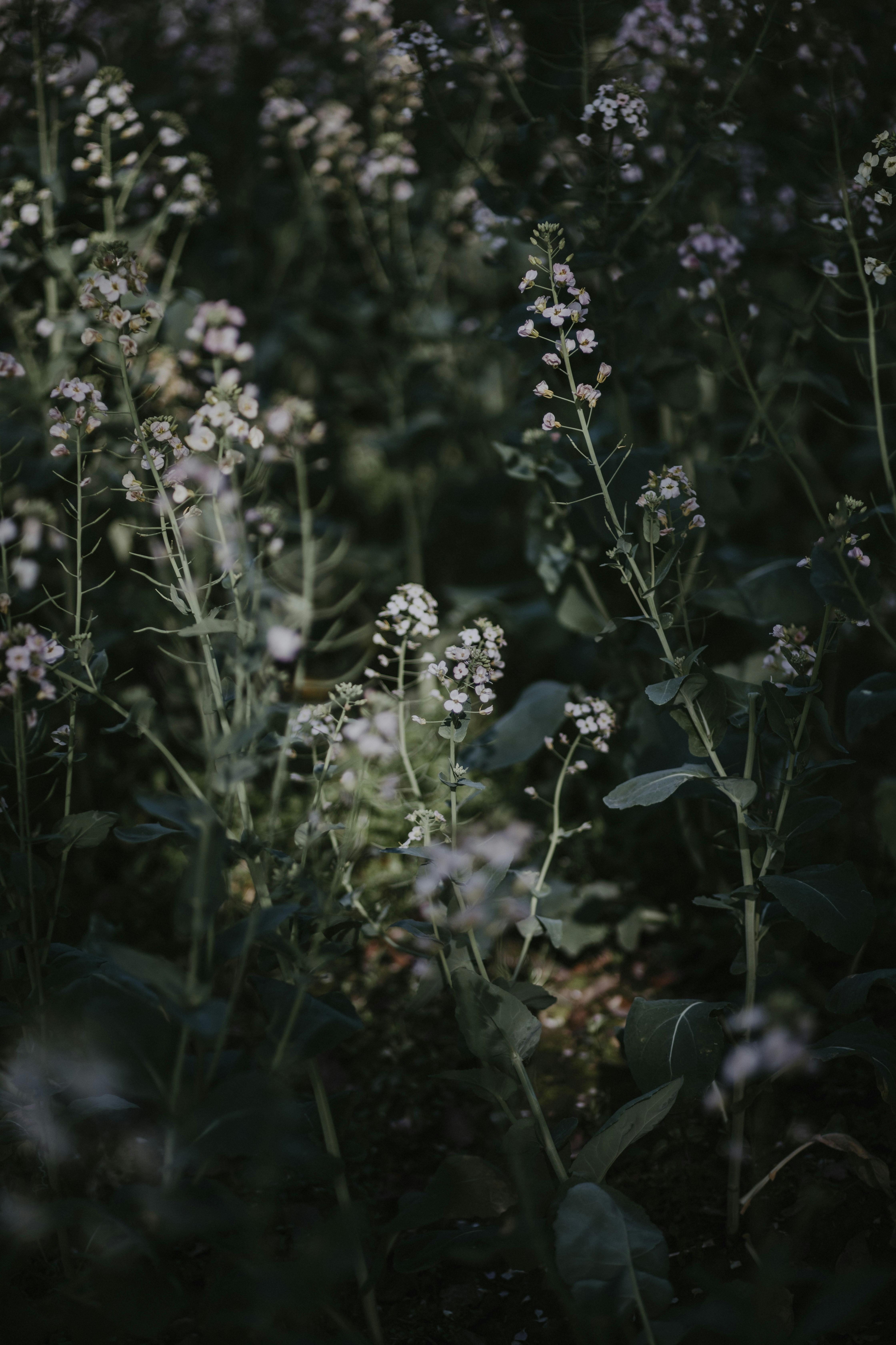 Photo by kukaka