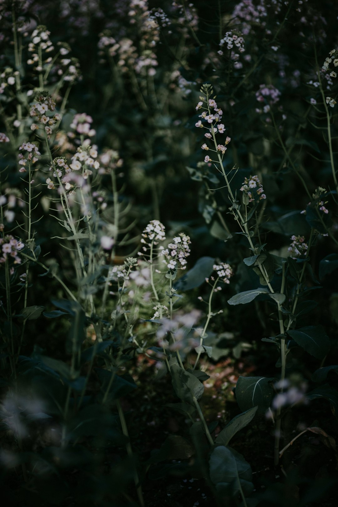 white flowers with green leaves