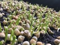 A close-up view of numerous young seedlings emerging from dark, rich soil. The delicate, green shoots are seen sprouting from light-colored seeds. The image captures an early stage of plant growth with a focus on the vibrant green sprouts and the moist, nutrient-filled earth.