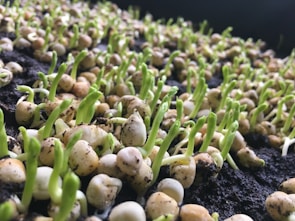 A close-up view of numerous young seedlings emerging from dark, rich soil. The delicate, green shoots are seen sprouting from light-colored seeds. The image captures an early stage of plant growth with a focus on the vibrant green sprouts and the moist, nutrient-filled earth.