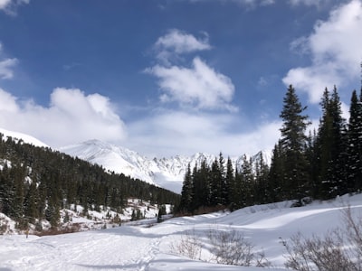 green pine trees on snow covered ground under blue sky and white clouds during daytime mayflower google meet background