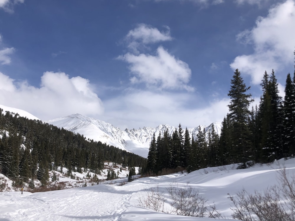 pinos verdes en el suelo cubierto de nieve bajo el cielo azul y las nubes blancas durante el día