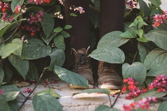 Leather shoes stand on a concrete surface surrounded by dense green foliage and vibrant pink and red flowers.