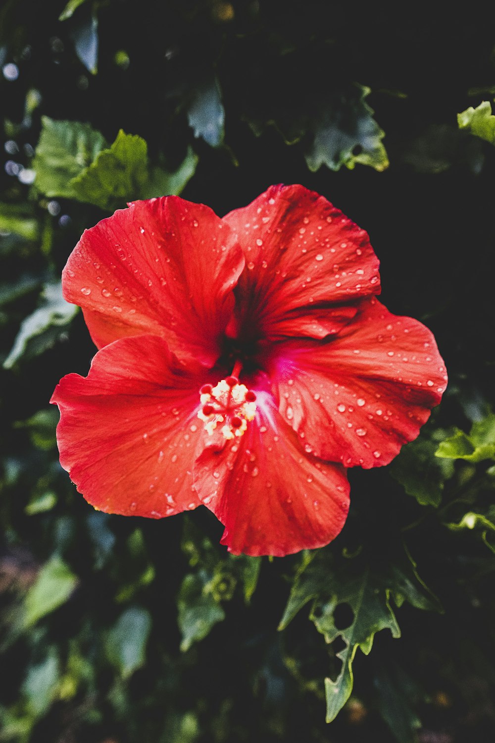 hibiscus rouge en fleurs pendant la journée