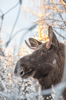 An artistic shirt design showcasing a playful moose wearing sunglasses against a snowy backdrop.