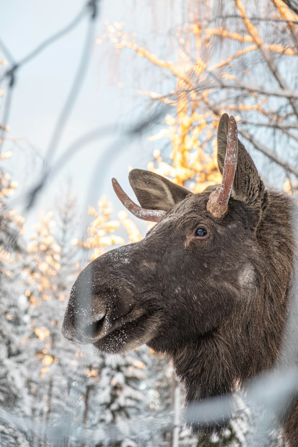 black animal in close up photography during daytime