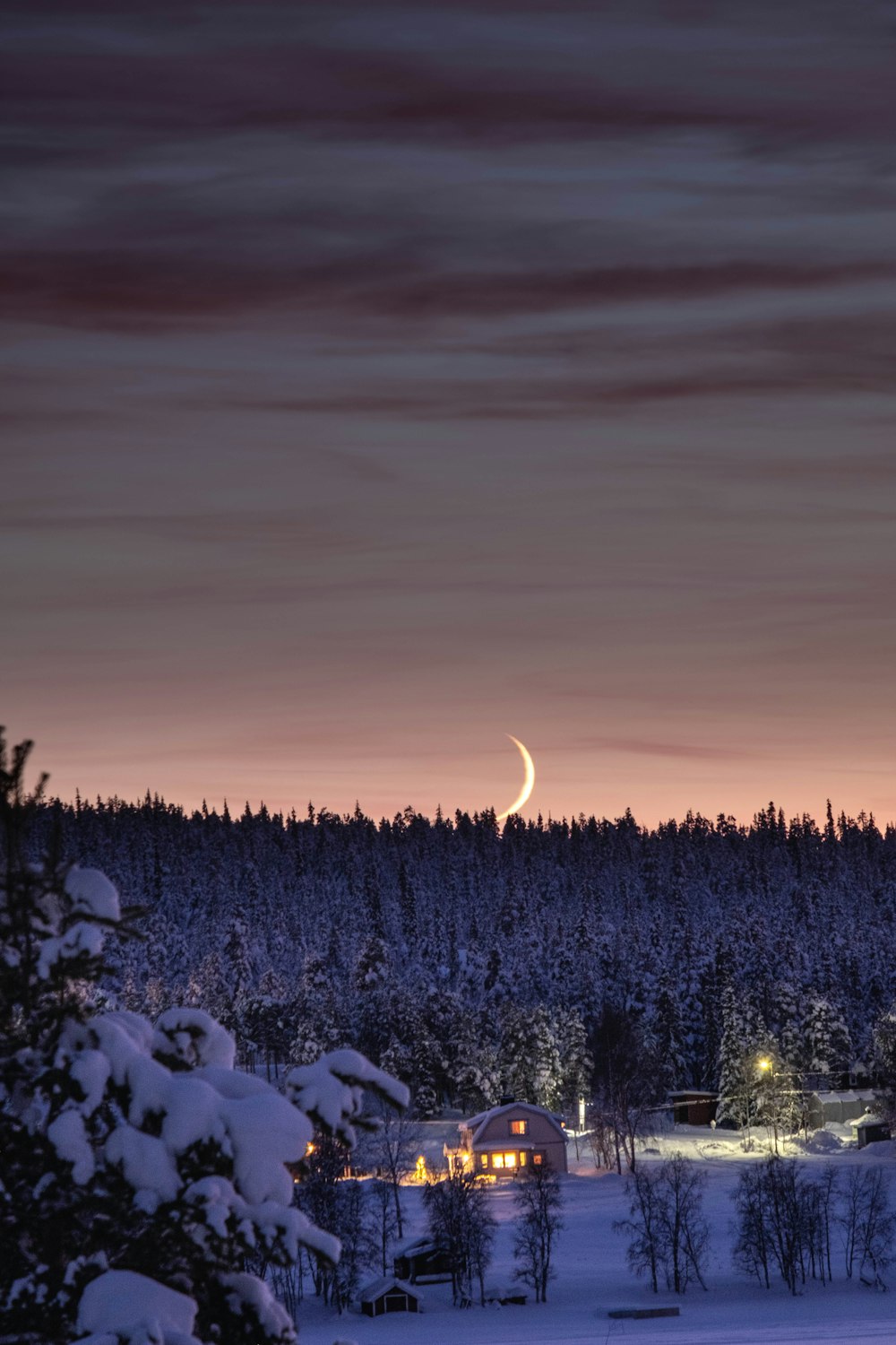 snow covered trees during sunset