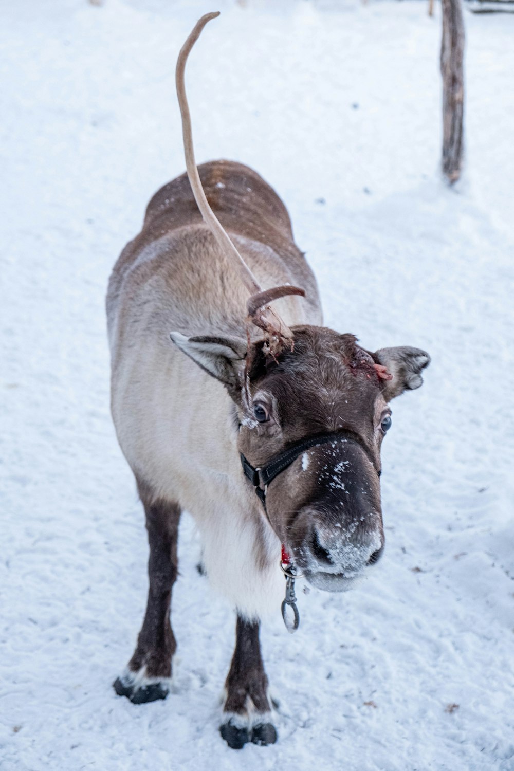 brown cow on snow covered ground during daytime