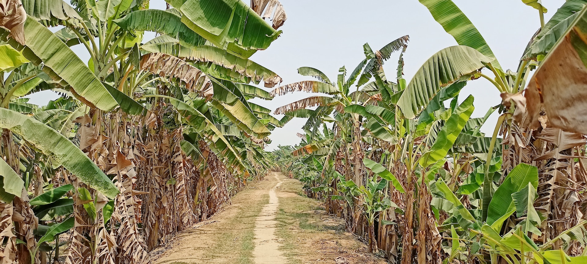 pathway between green palm trees during daytime