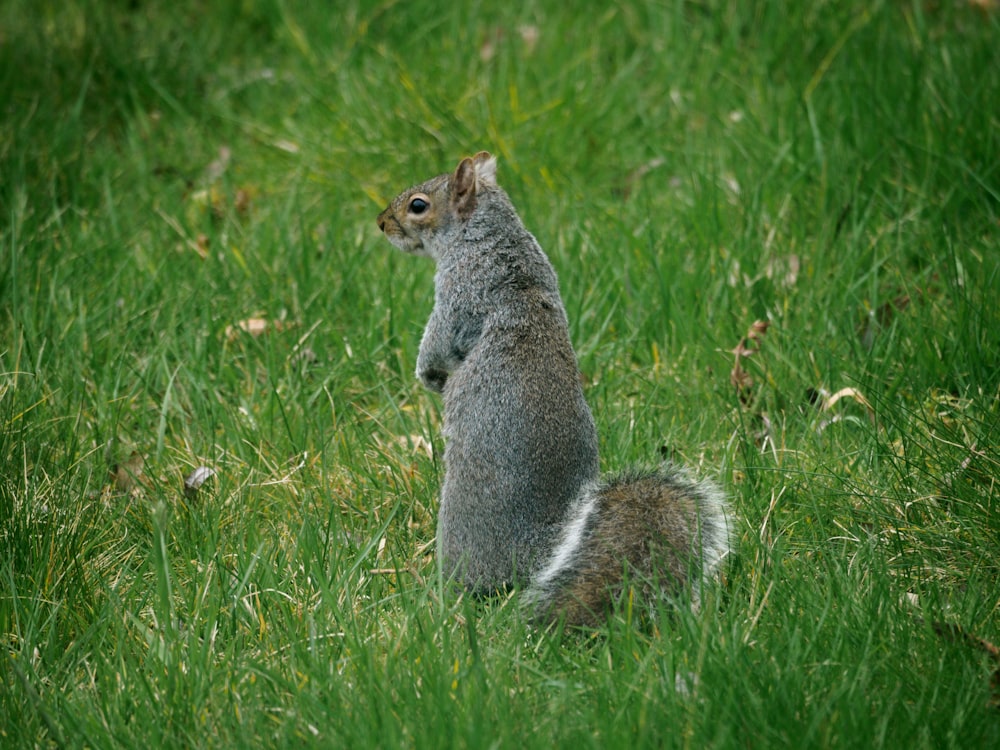 gray squirrel on green grass during daytime