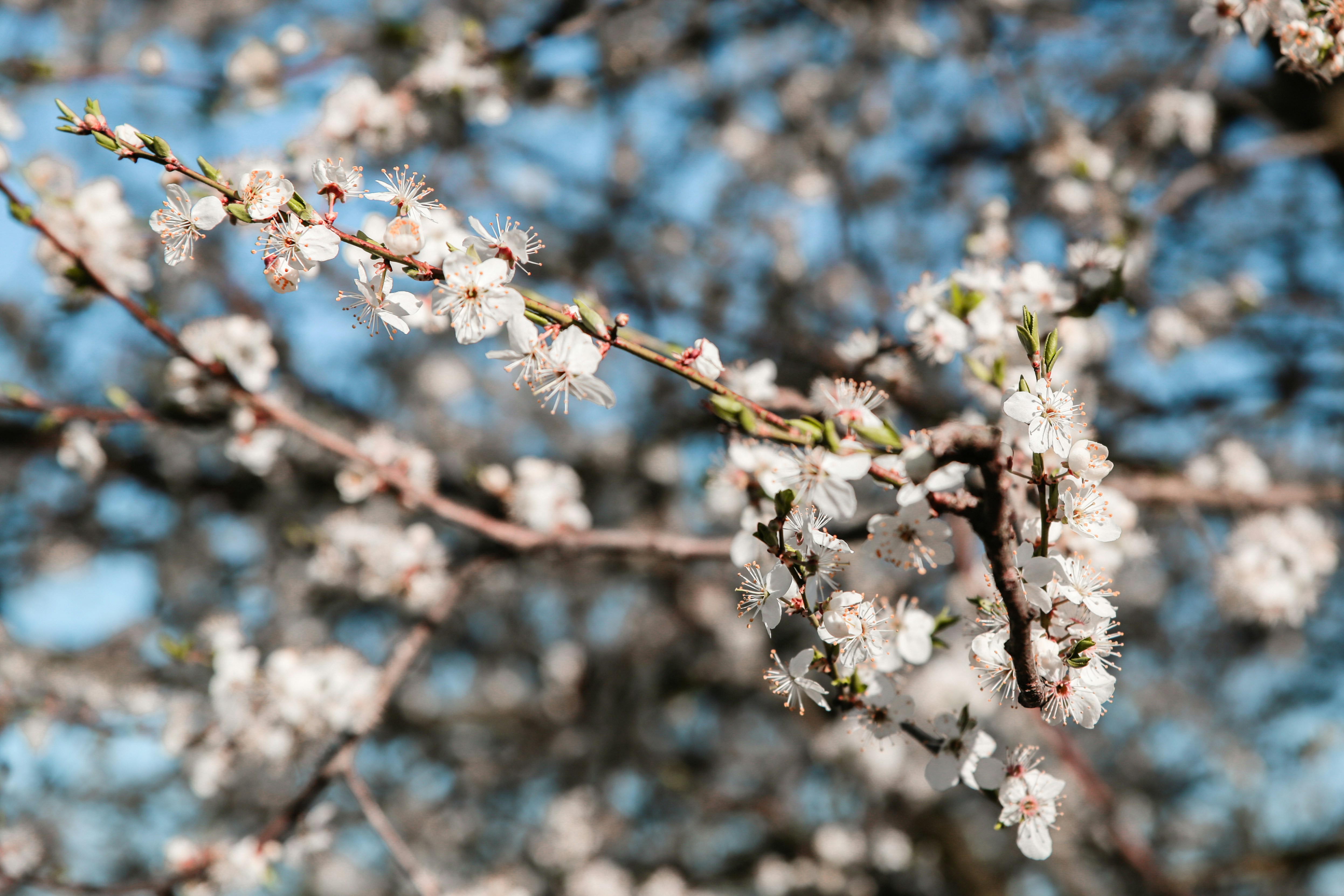 Spring april may tree bloom blossom day flowers sakura blossoming outdoor day sun park nature plum pink green garden flora pastel buds floral Japanese environment macro botany springtime fresh forest