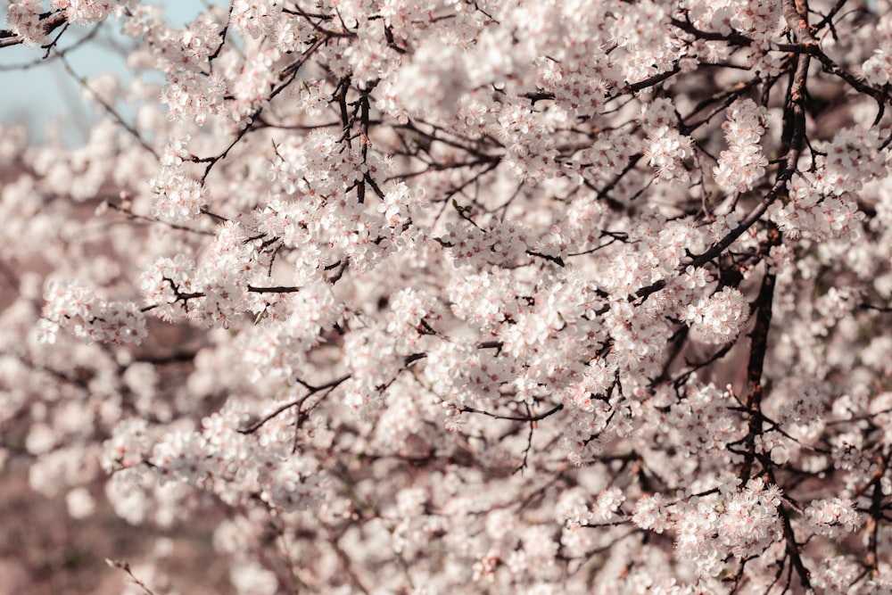 white cherry blossom tree during daytime