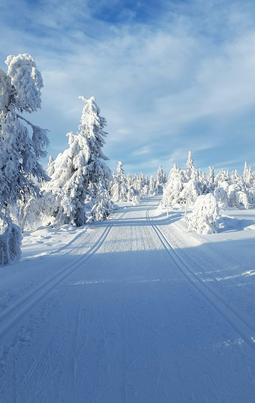 snow covered trees and road during daytime