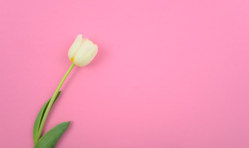 fleur blanche avec des feuilles vertes