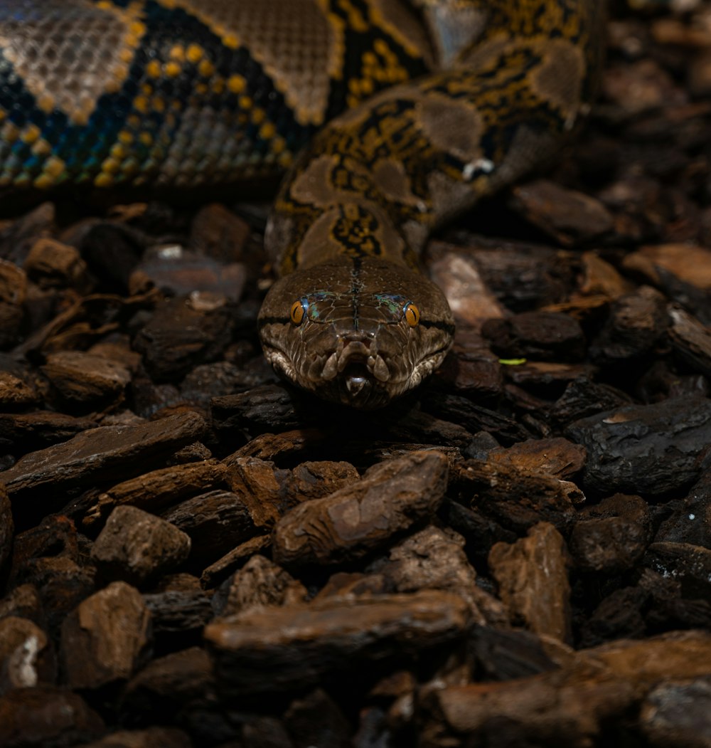 brown and black snake on brown and black stones