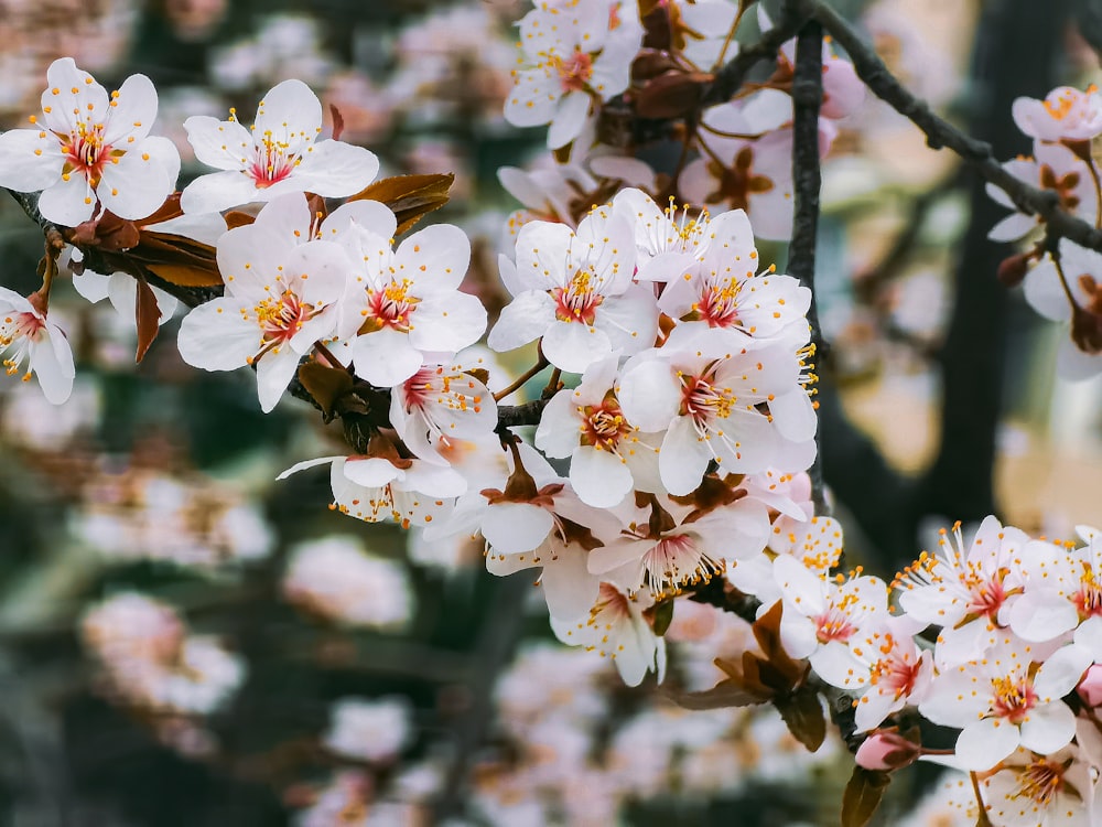 white cherry blossom in close up photography