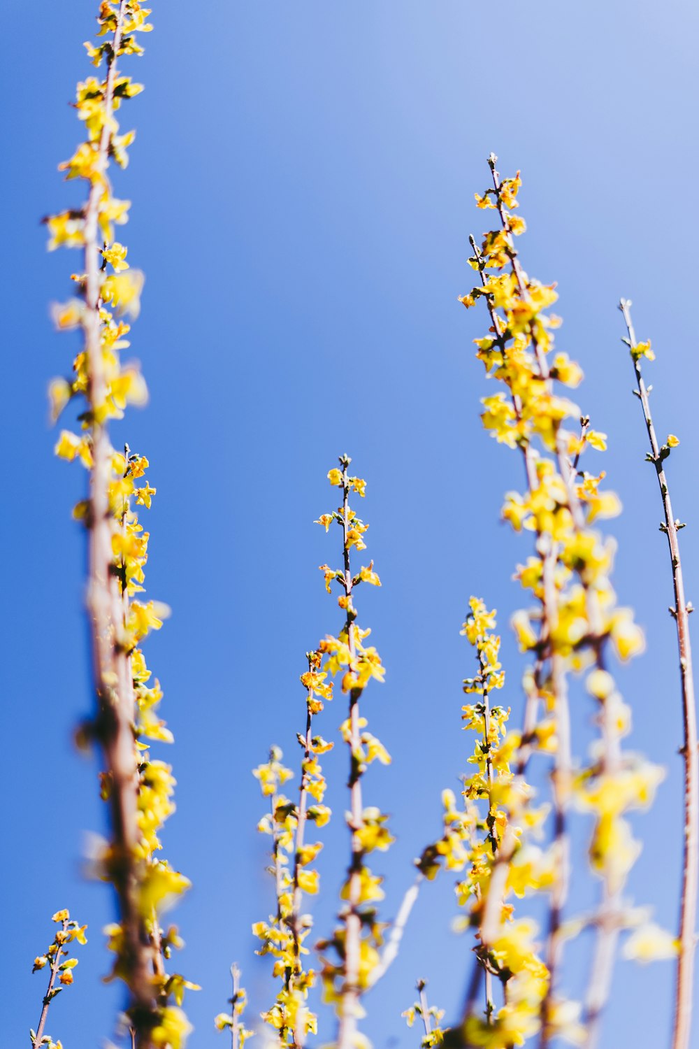 yellow flower on brown tree branch during daytime