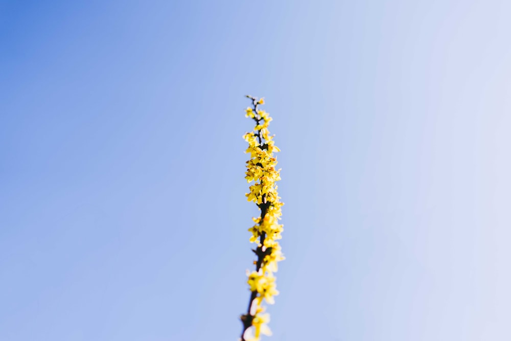 낮 동안 푸른 하늘 아래 노란 꽃