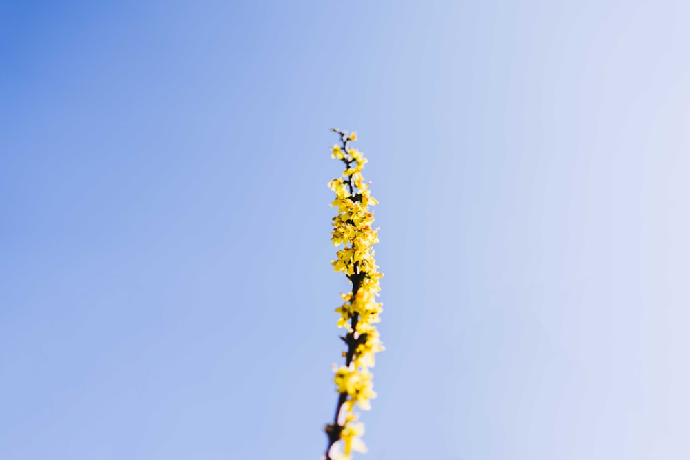 yellow flower under blue sky during daytime