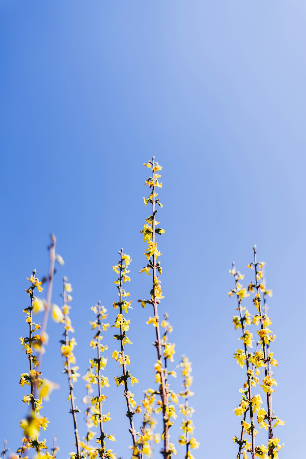 botões florais amarelos durante o dia